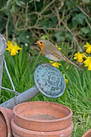 European european robin