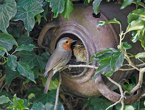 European Robin