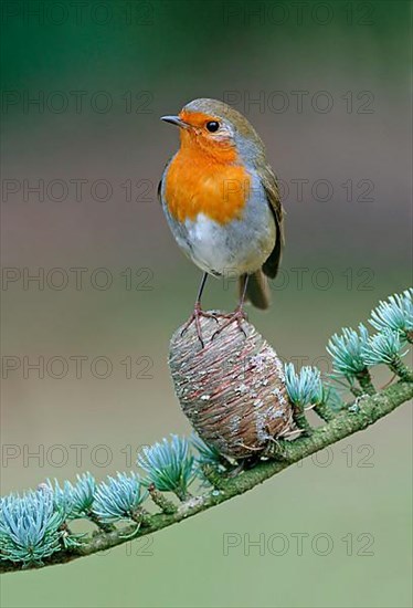 European european robin