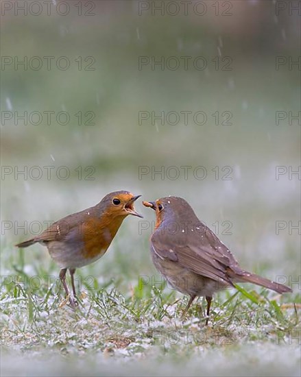 European european robin