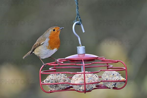 European european robin