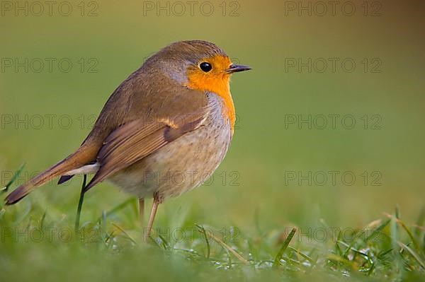 European Robin