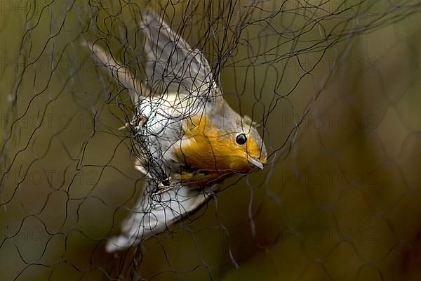 European robin