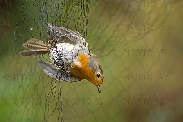 European robin