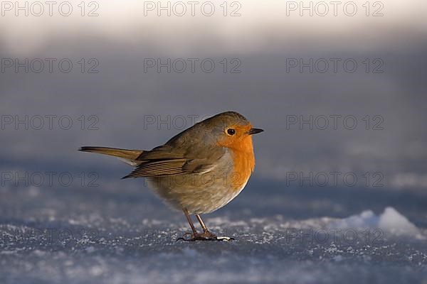 European european robin