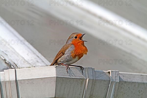 European european robin