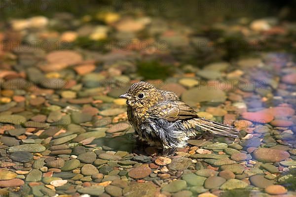 European european robin