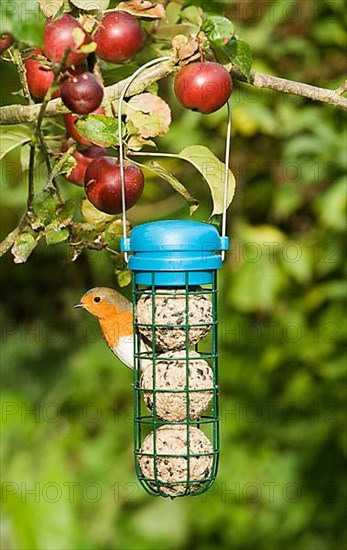 European european robin