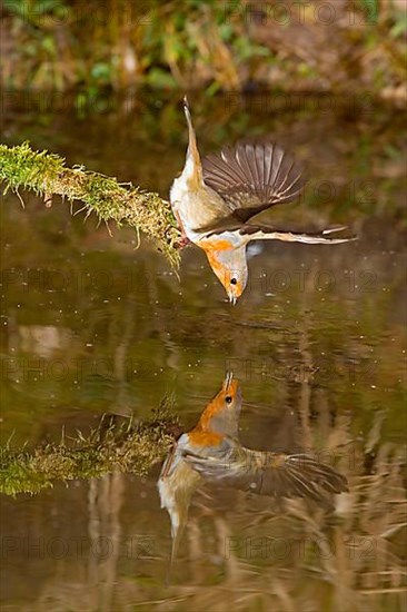 European european robin