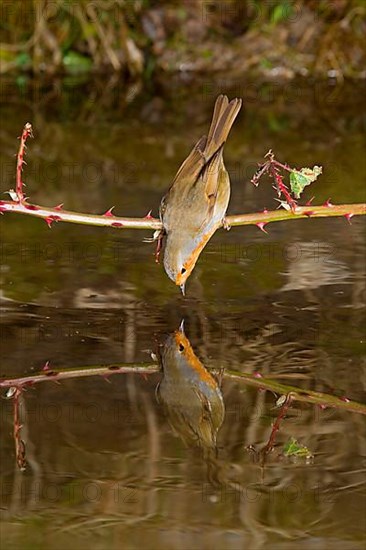 European european robin