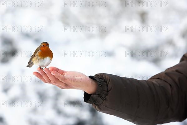 European european robin