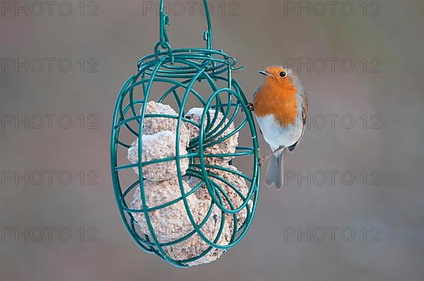 European european robin