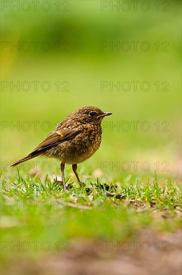 European european robin