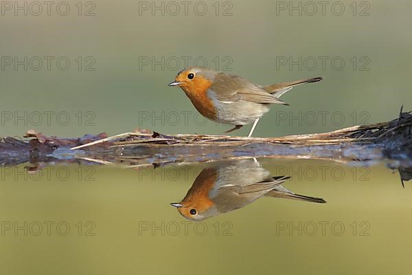 European european robin