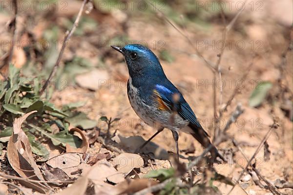 Orange-flanked Bush-robin