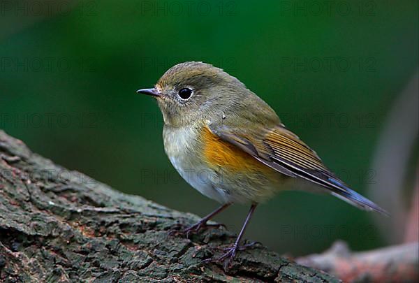 Orange-flanked Scrub Robin