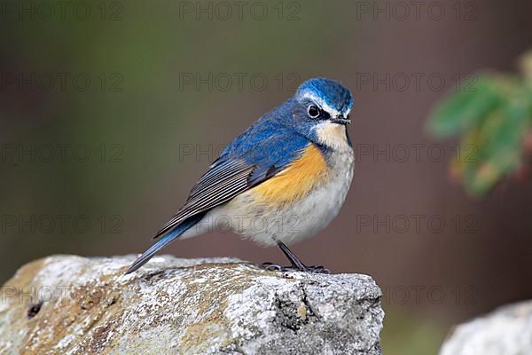 Orange-flanked Bush-robin