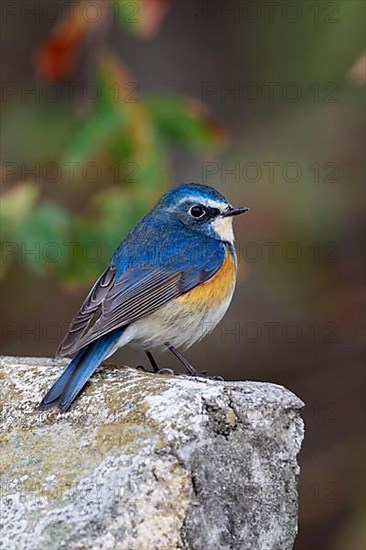 Orange-flanked Bush-robin