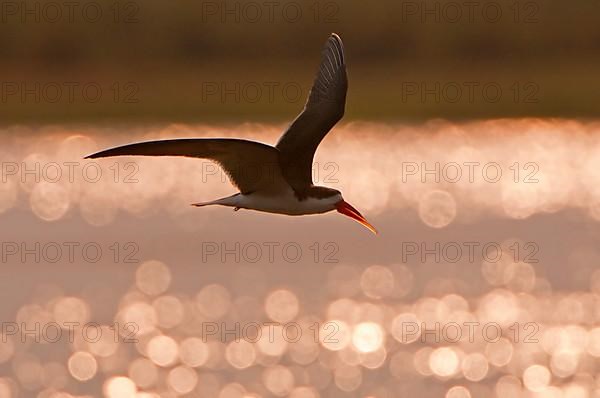 African skimmer