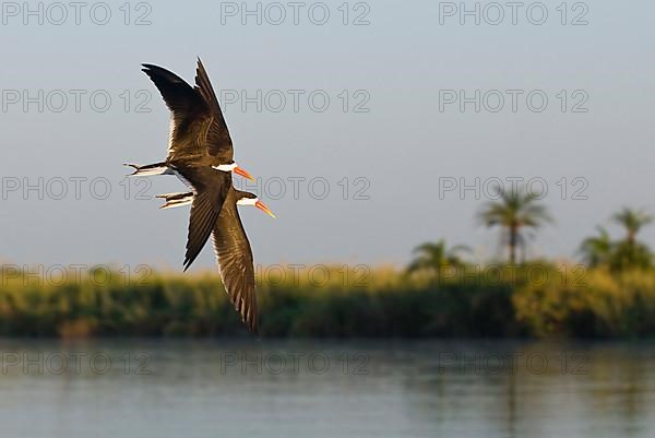 African skimmer