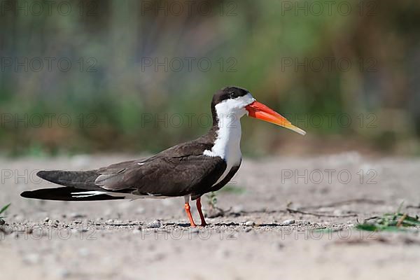 African skimmers