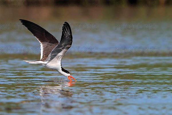 African african skimmer