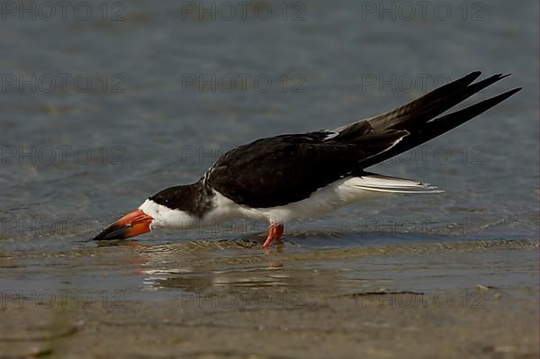 Black Skimmer