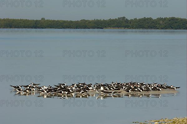 Black Skimmer