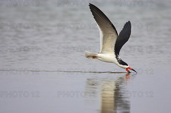 Black Skimmer