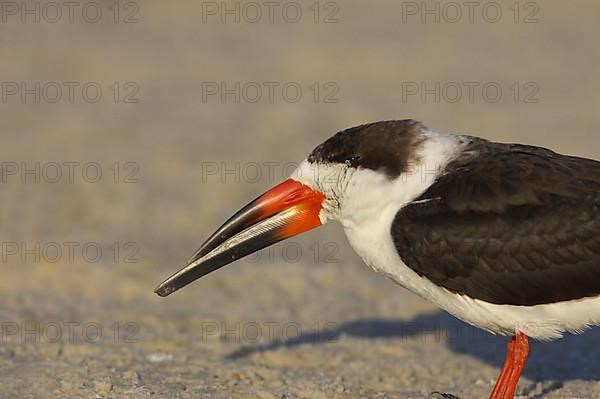 Black Skimmer