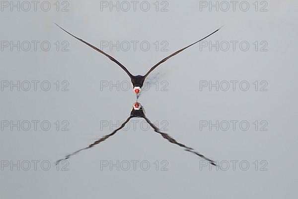 Black Skimmer