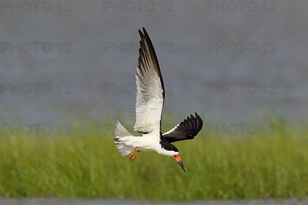 Black Skimmer