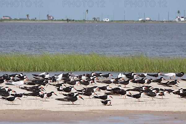 Black Skimmer