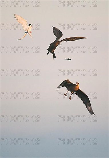 Arctic Skua