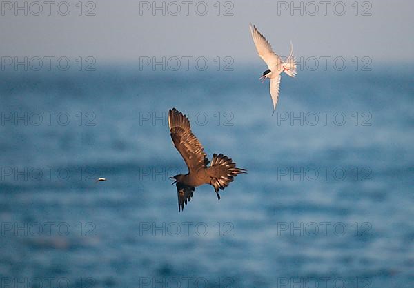 Arctic Skua