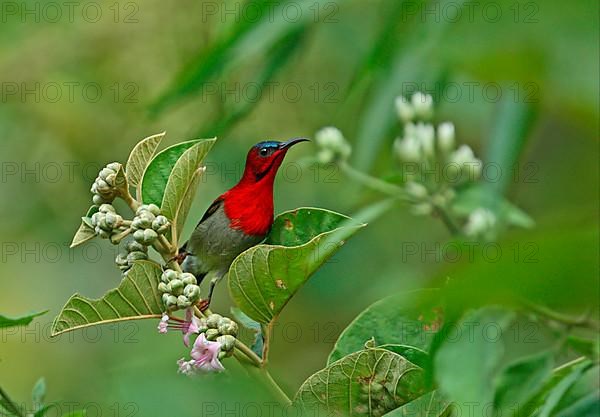 Yellow-backed Sunbird