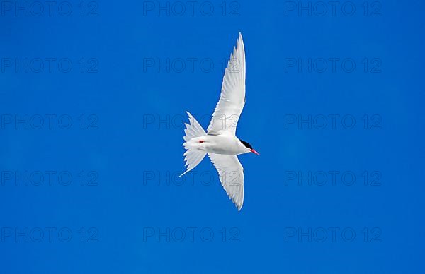 Antipodes Tern