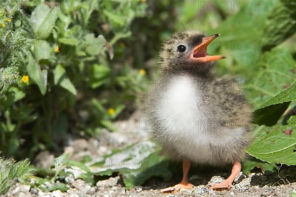 Arctic terns