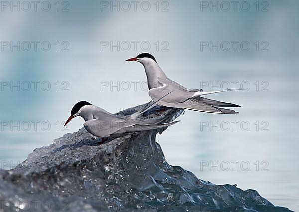 Arctic terns