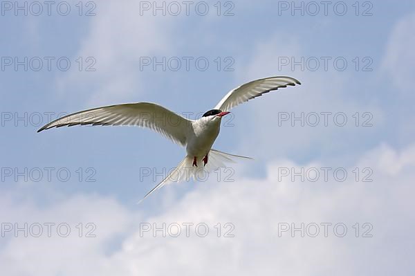 Arctic Tern