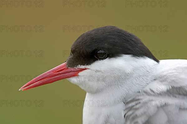 Arctic Tern