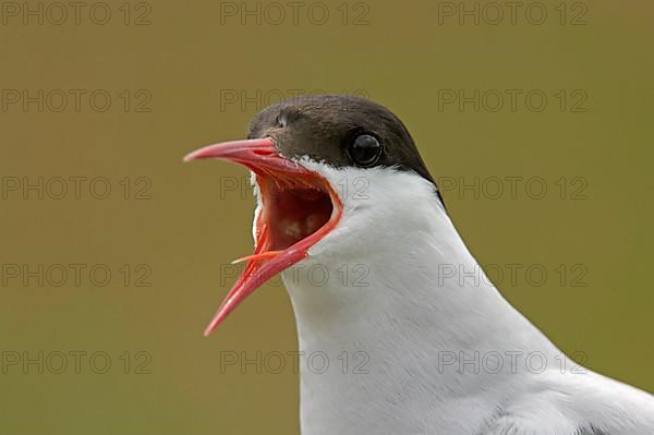 Arctic Tern