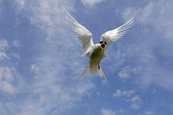 Arctic Tern