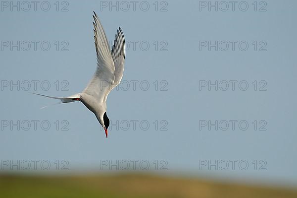 Arctic Tern