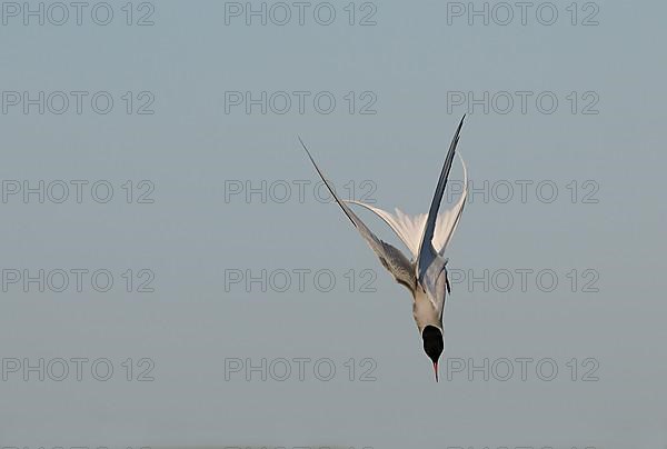 Arctic Tern