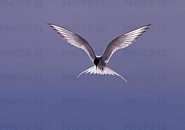 Arctic terns