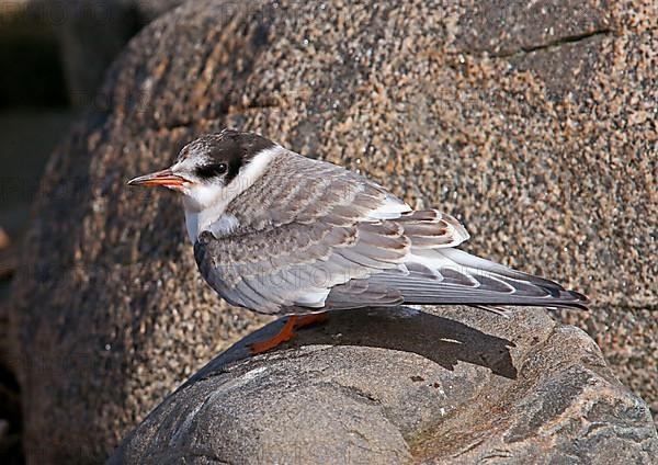 Arctic terns