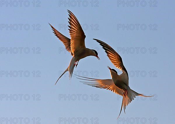 Arctic tern