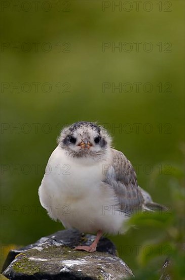 Arctic Tern