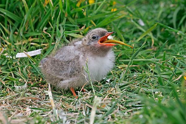 Arctic Tern